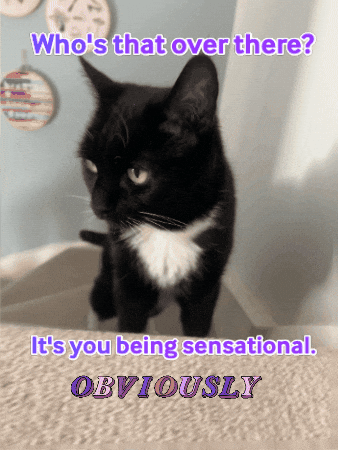 Whos That Motivation GIF