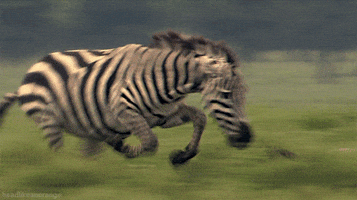 great migrations x GIF by Head Like an Orange
