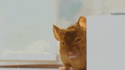 Souris Lol GIF by CANAL+