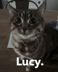 Cat Lucy GIF