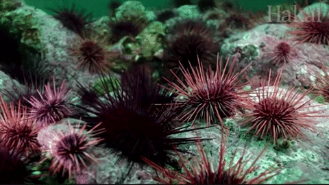 HezzaFezza giphygifgrabber urchins 2 GIF