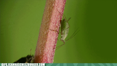 bugs GIF by Cheezburger