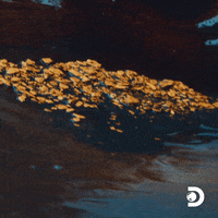 Shining Gold Rush GIF by Discovery