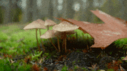 fall rain GIF by Living Stills