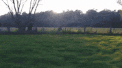 Munster GIF by tretty_sharing