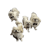 Pekingese Sticker by Caravan of Paws