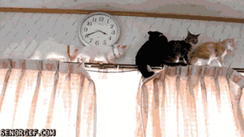cat curtains GIF by Cheezburger