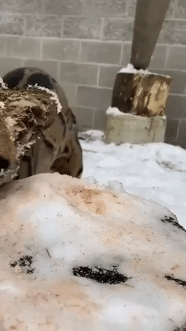 Leopard Cub Enjoys Paprika-Sprinkled Snow at Tacoma Zoo