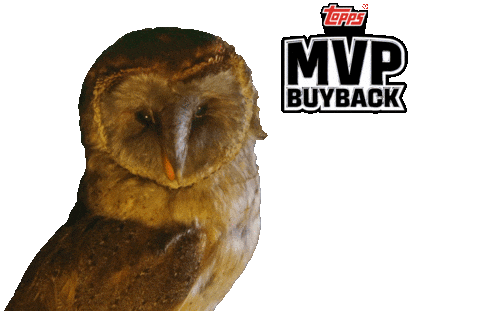Owl Baseball Cards Sticker by Topps