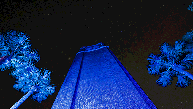 Palm Trees Night GIF by University of Florida