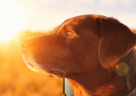 Memecoin Xrp GIF by $DROP