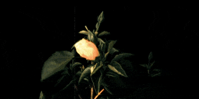 flower GIF by kidmograph