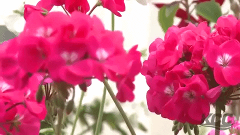Flowers Agriculture GIF by Kankakee Community College