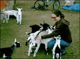 goat GIF