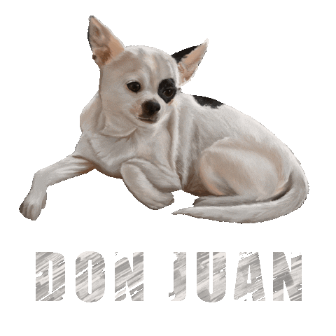 Dog Chihuahua Sticker