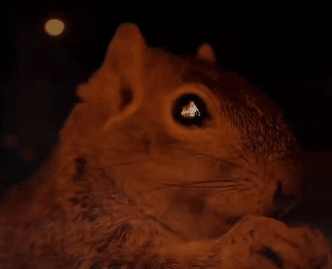 carfuffle giphyupload squirrel fire eat chew battle neighborhood GIF