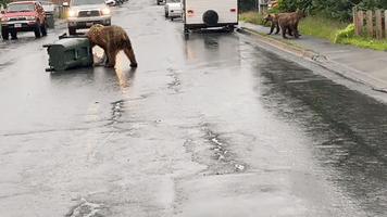 Bear Breaks Into Bear Proof Trash Can 