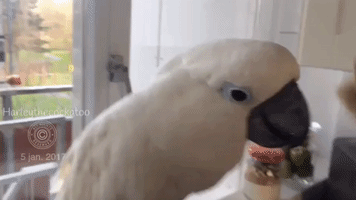 Cockatoo Enjoys Beauty Treatment With Brush