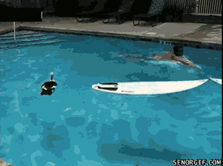 ducks pools GIF by Cheezburger