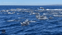 Pod of Dolphins Escort Boat Through California Waters