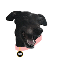 Strongandbendy dog jessica greyhound strong bendy Sticker