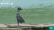 puerto rico yawn GIF by BBC Earth