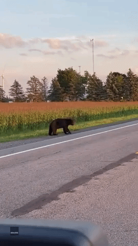Bear Looks Both Ways Before Crossing Highway