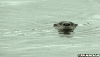 otter GIF by SB Nation