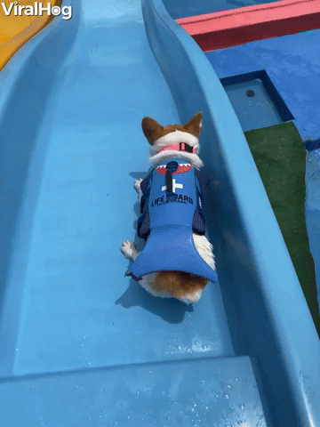 This Corgi Loves Going Down Slides