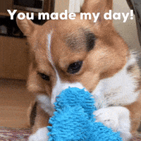 Dog Corgi GIF