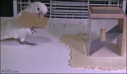 DailyDoseOfAwesome giphyupload GIF