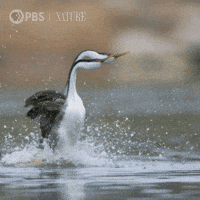 San Diego Run GIF by Nature on PBS