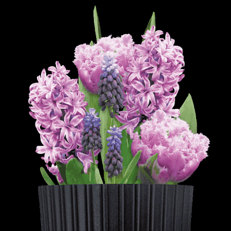 Bulbious giphygifmaker flower flowers garden GIF