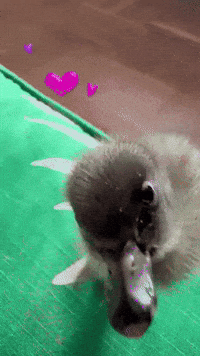 Heart Hallo GIF