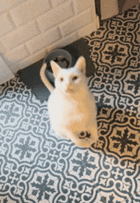 Boytheflipcat GIF