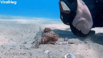 Wiley Octopus Punches Diver