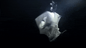 Art Bird GIF by Woodblock