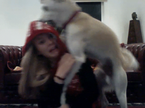 dog hump GIF
