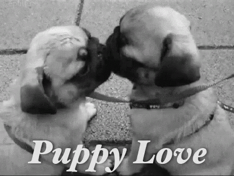 Puppy Love GIF by memecandy