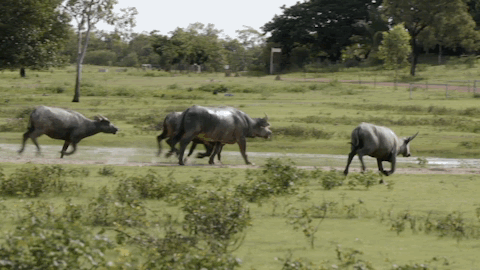 viceland GIF by Dead Set on Life