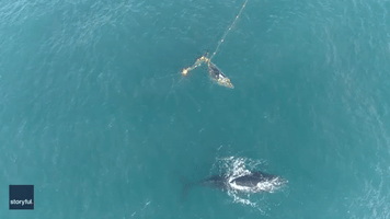 Entangled Whale Calf Rescued From Shark Net After Mother's Calls of Distress Heard