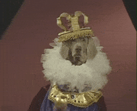 William Wegman Dog GIF by Jason Clarke