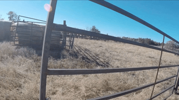 Bison Released to Native Lands on South Dakota Reservation