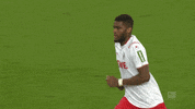 1 Fc Cologne Football GIF by 1. FC Köln