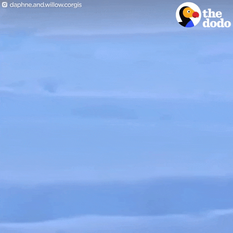 snow corgi GIF by The Dodo