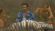 jim carrey alrighty then GIF by Morgan Creek