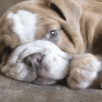 Puppy Bed GIF