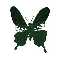 Illustration Butterfly Sticker