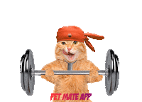 petmateishere cat strong petmate petmateapp Sticker