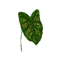 Summer Flower Sticker by Saumya Gupta